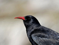 Chough