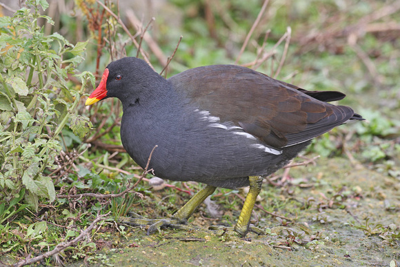 Moorhen