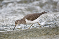 Common Sandpiper