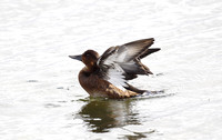 Ferruginous Duck