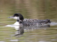 Great Northern Diver