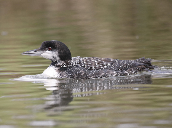 Great Northern Diver