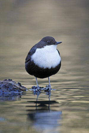 Black-bellied Dipper