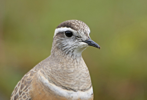 Dotterel