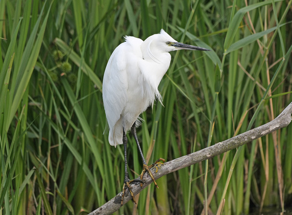 Little Egret