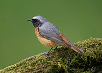 Common Redstart