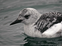 Black Guillemot