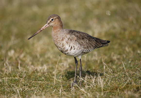 Black-tailed Godwit