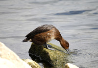 Ferruginous Duck