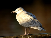 Glaucous Gull