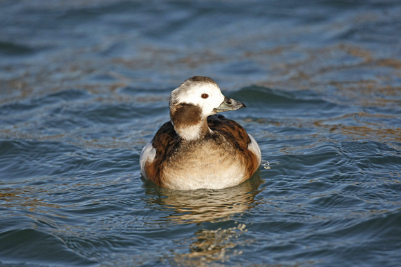 Long-tailed Duck