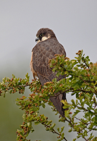 Eleonora's Falcon