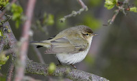 Chiffchaff