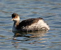 Black-necked Grebe