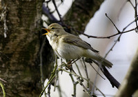 Iberian Chiffchaff