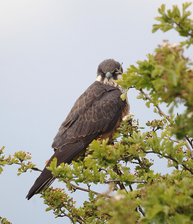 Eleonora's Falcon