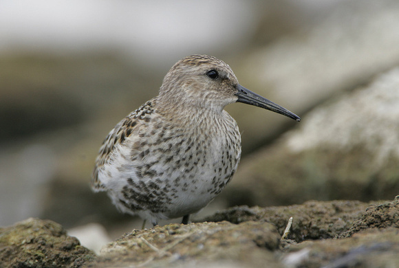 Dunlin