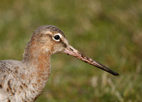 Black-tailed Godwit