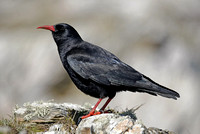 Chough