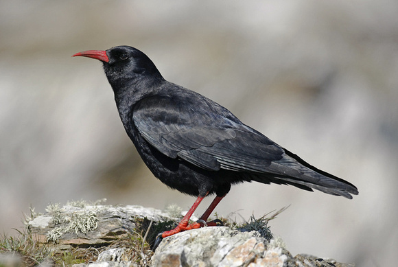 Chough