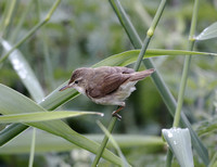 Blyth's Reed Warbler