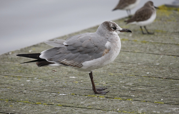 Laughing Gull