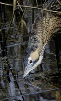 Bittern