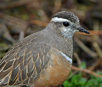 Dotterel