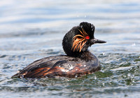 Black-necked Grebe