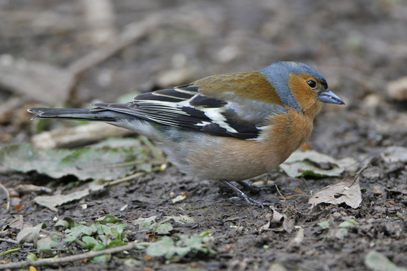 Chaffinch