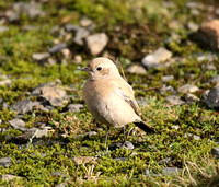 Desert Wheatear