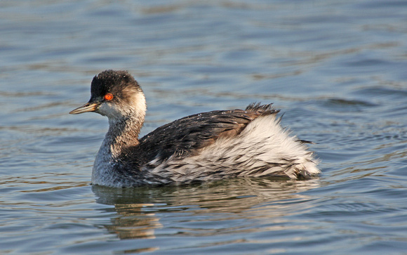 Black-necked Grebe