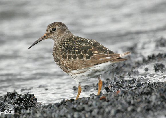Purple Sandpiper