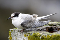 Arctic Tern