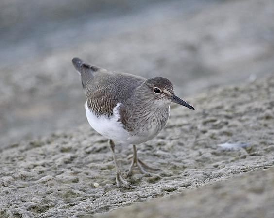 Common Sandpiper