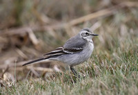 Citrine Wagtail