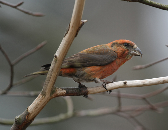 Common Crossbill