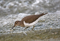 Common Sandpiper