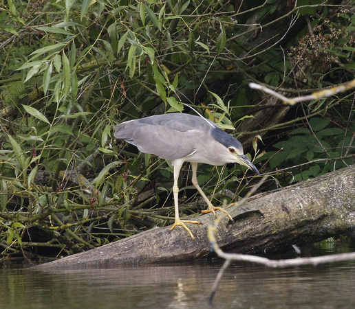 Night Heron