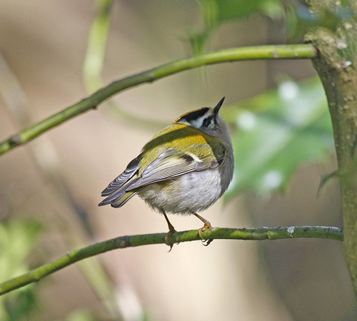 Firecrest