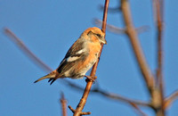 Two-barred Crossbill