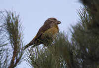 Parrot Crossbill