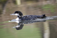 Great Northern Diver