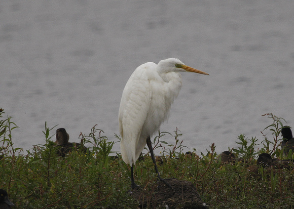 Great White Egret
