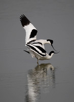 Avocet