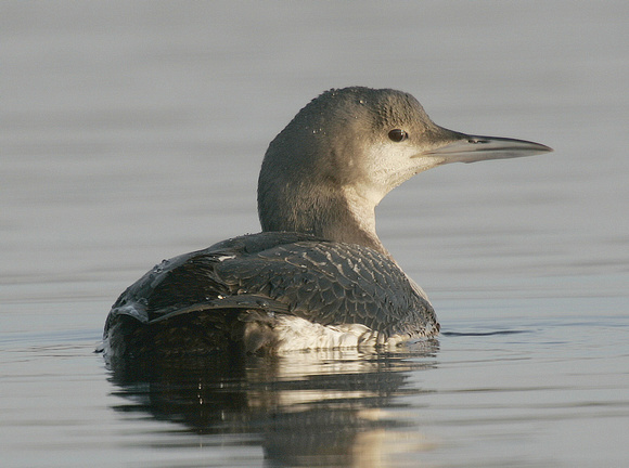 Black-throated Diver