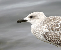 Gulls