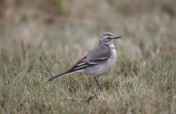 Citrine Wagtail