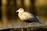 Glaucous Gull