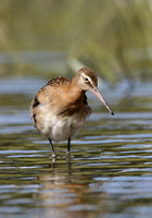 Black-tailed Godwit